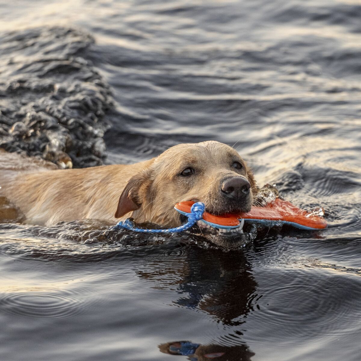 Finnero-Wasserspielzeug-WAVE-zum-Werfen-und-Apportieren-mit-Seil-Labrador-schwimmt-mit-Spielzeug-im-Maul-44-01020