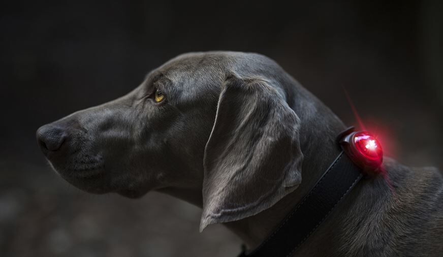Orbiloc-dog-dual-schnalle-sichtbar-hund-sicherheit-im-dunkel-OL-00171