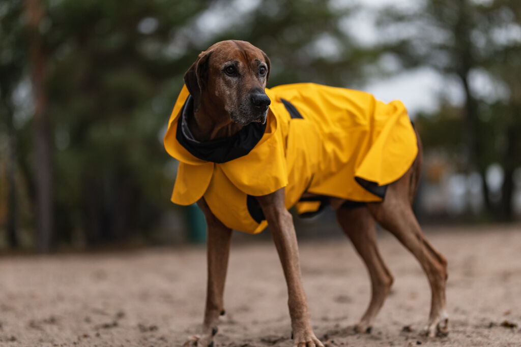 PAIKKA-Regenmantel-leicht-und-reflektierend-Visibility-Raincoat-Lite-Gelb-Regenjacke-fuer-Hunde-mit-Reflektoren-60-46242