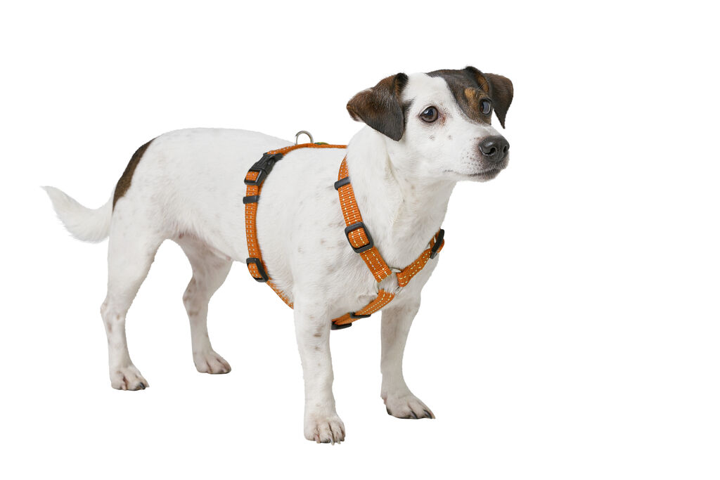 Hunter-Geschirr-Tripoli-reflektierend-orange-Hunde-Brustgeschirr-verstellbar-H-67117 Hunter-Geschirr-Tripoli-reflektierend-orange-Hunde-Brustgeschirr-verstellbar-H-67117