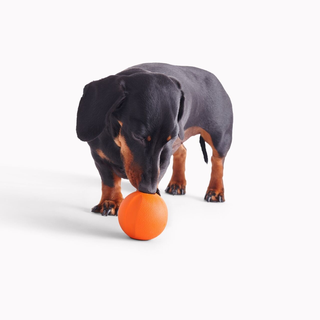 Beco-Fetch-Ball-Natur-Kautschuk-schwarz-brauner-Dackel-beschnuppert-orangen-Hundeball-BT-75628