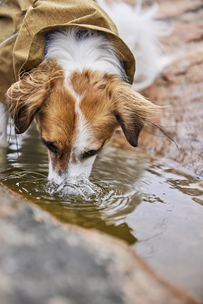 Hurtta-Monsoon-Regenmantel-II-ECO-desert-beige-wasserdicht-recycelt-Hund-trinkt-aus-einer-Pfuetze-HU-934627