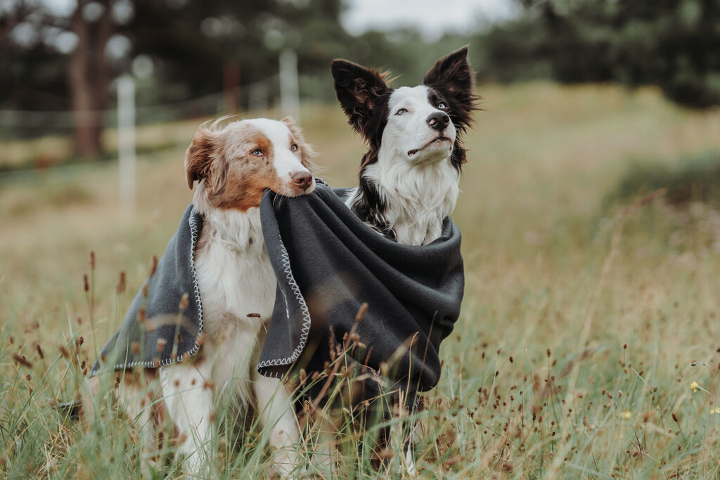 Hunter-Hundedecke-Casper-anthrazit-warme-Katzendecke-H-67705 Hunter-Hundedecke-Casper-anthrazit-warme-Katzendecke-H-67705