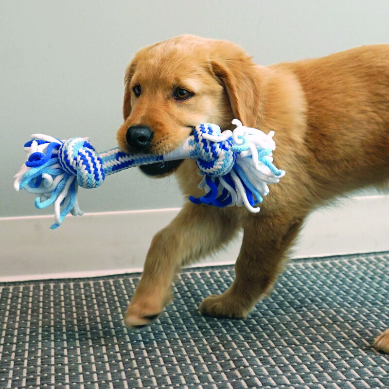 KONG-Welpenspielzeug-Rope-Puppy-Stick-Welpen-mit-Zahnwechel-56-50331