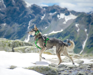 Sledwork-Racing-Collar-Arctic-Hundehalsband-gepolstert-54-30824