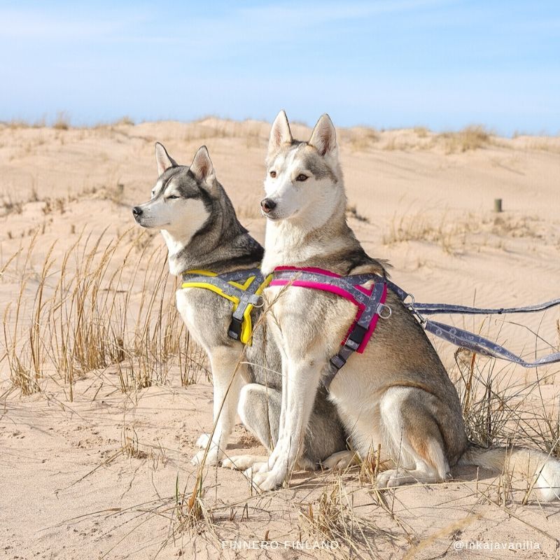 FinNero-SNOW-SPORT-Norweger-Hundegeschirr-bunt-farbig-winter-44-00055 FinNero-SNOW-SPORT-Norweger-Hundegeschirr-bunt-farbig-winter-44-00055