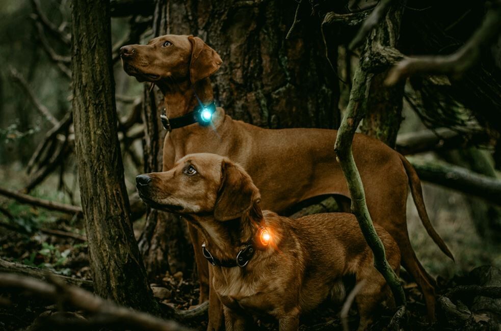 Orbiloc-Dog-Hundelampe-turkyse-orange-beide-sichtbar-im-dunkel-OL-00107