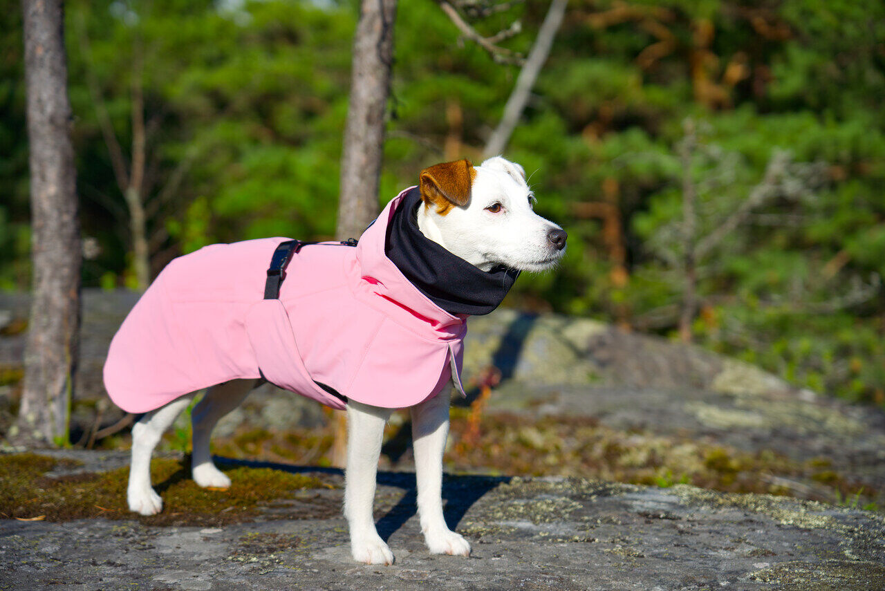 Paikka-Visibility-Winter-Jacke-pink-waermend-wasserfest-reflektierend-Jack-Russell-Terrier-im-Wald-60-46199