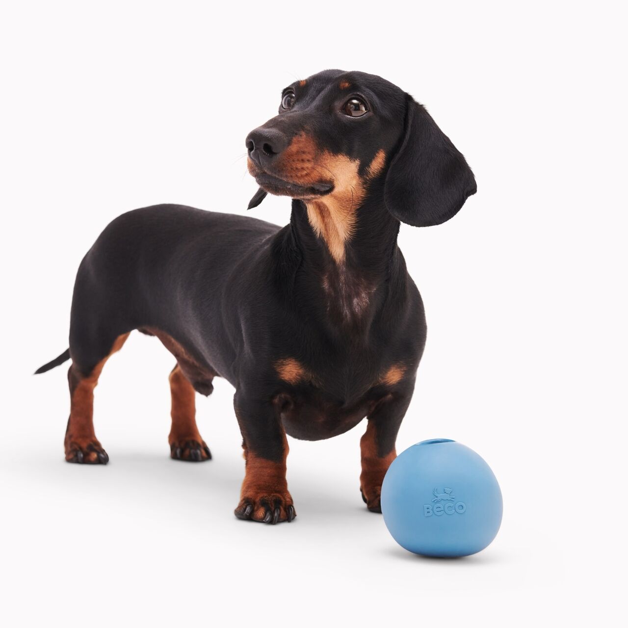 Beco-Wobble-Ball-Snackball-aus-Naturkautschuk-schwarz-brauner-Dackel-mit-seinem-blauen-Hundeball-BT-75638