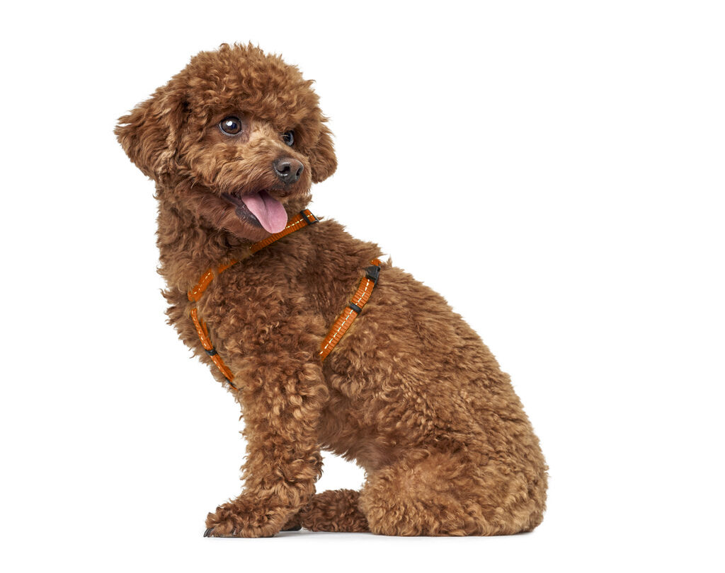 Hunter-Geschirr-Tripoli-reflektierend-orange-Wandergeschirr-fuer-Hunde-H-67117 Hunter-Geschirr-Tripoli-reflektierend-orange-Wandergeschirr-fuer-Hunde-H-67117