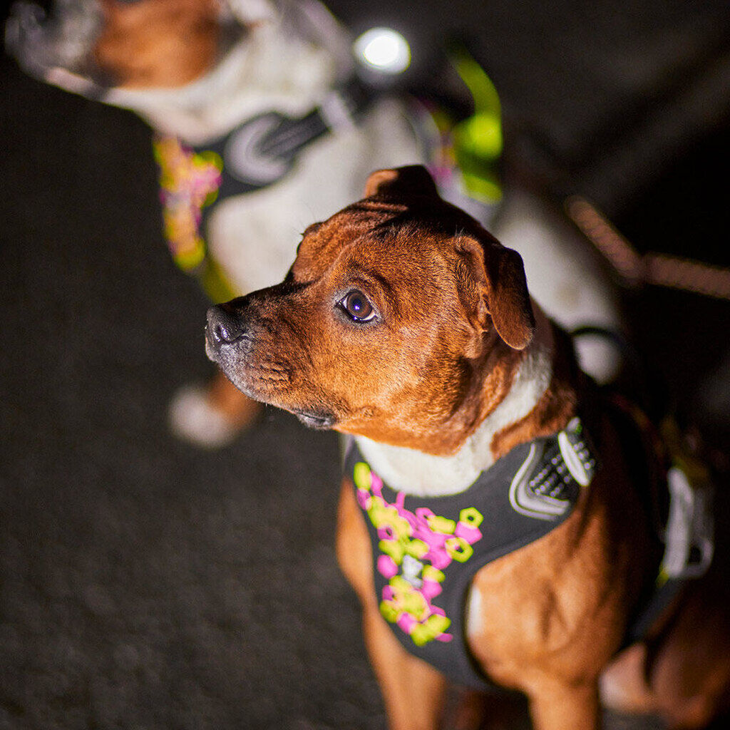 Hurtta-Geschirr-Weekend-Warrior-Neon-Harness-II-Brustgeschirr-Hunde-HU-934860