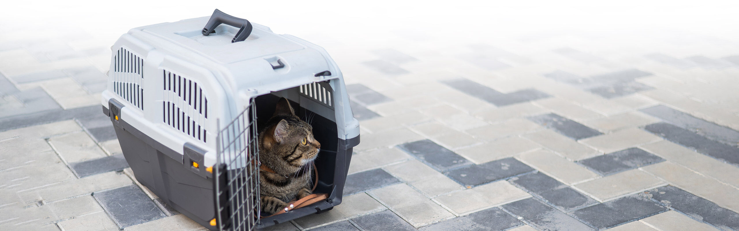 Katzen Transportbox Tragetasche Transporttasche