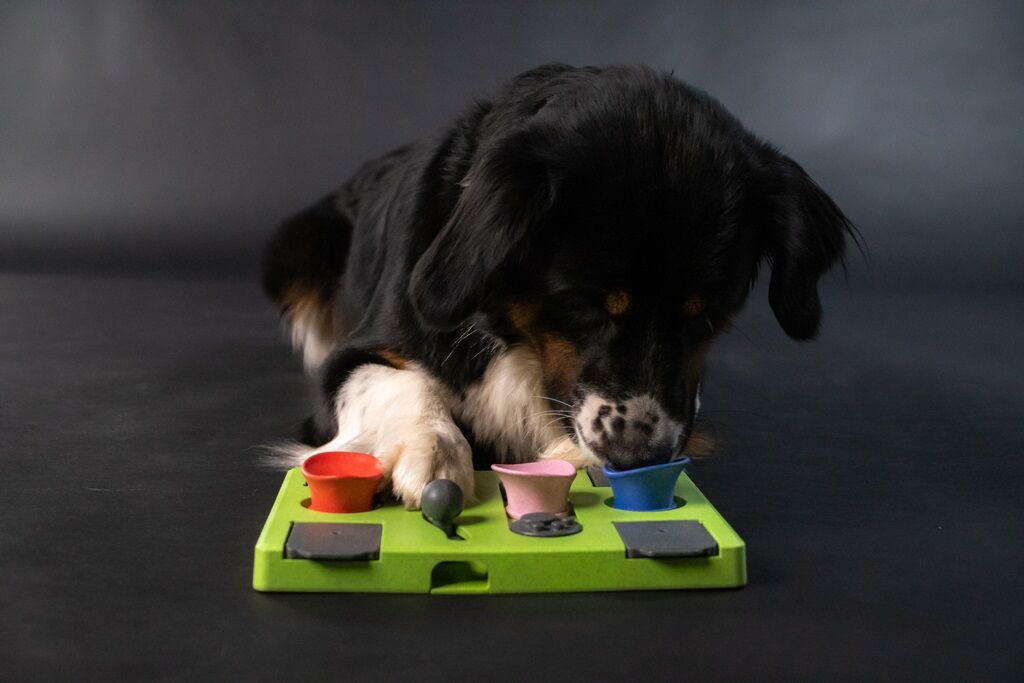 Holland-Animal-Care-Puzzle-eat-slow-live-longer-Intelligenzspielzeug-schwarzer Hund-sucht-nach-Belohnungen-28-62304
