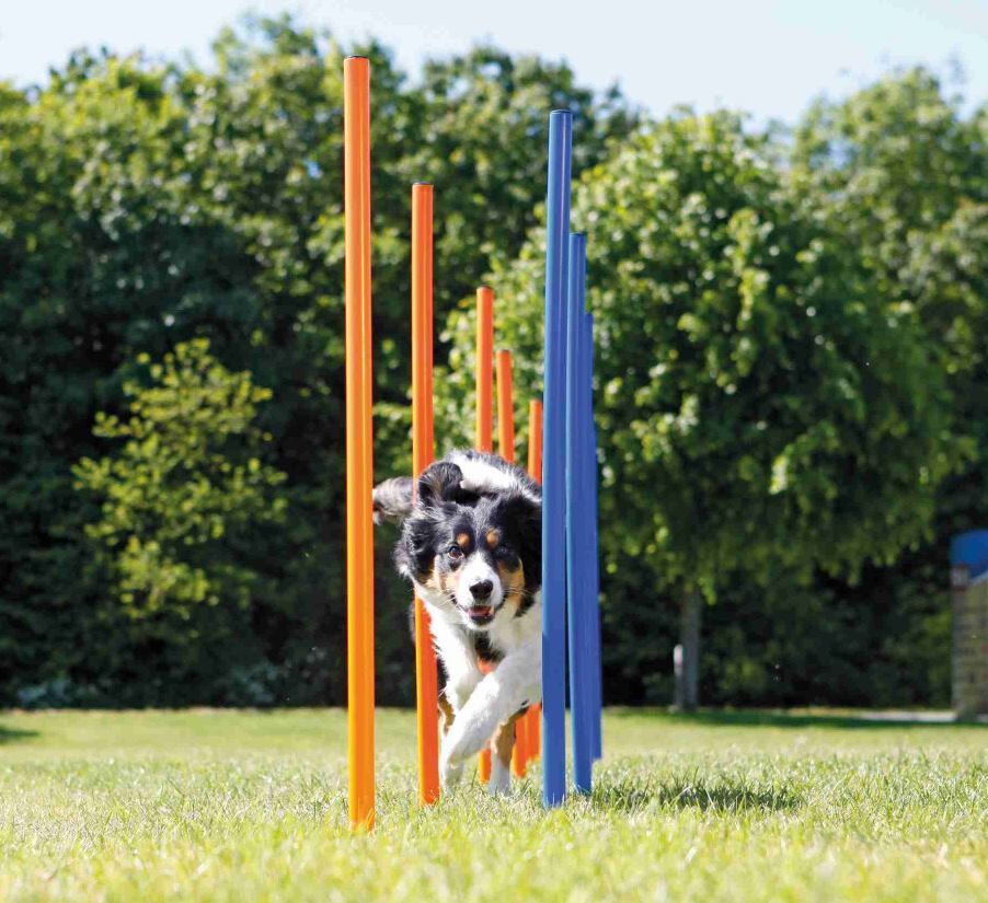 Trixie-Dog-Activity-Agility-Slalom-training-erziehung-hunde-flexibel-24-3206