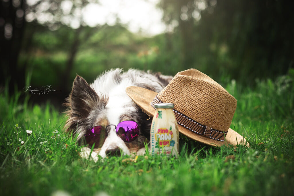 SmoothieDog-Summer-Edition-Hunde-Smoothie-mit-Kokos-52-10314 SmoothieDog-Summer-Edition-Hunde-Smoothie-mit-Kokos-52-10314