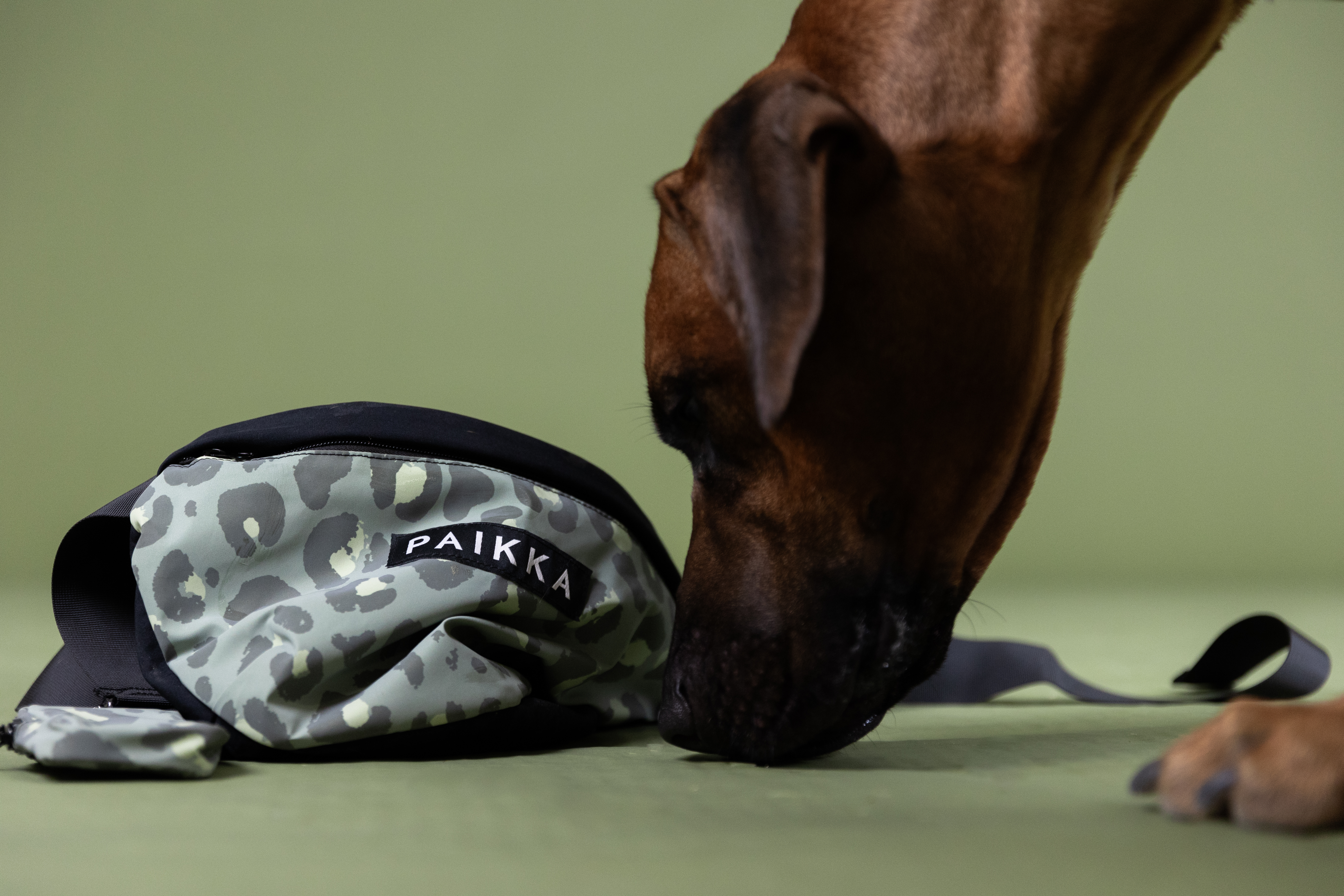 PAIKKA-Belohnungstasche-Treat-Bag-Green-Leo-Hunde-Trainingsbeutel-mit-Reflektoren-60-46413