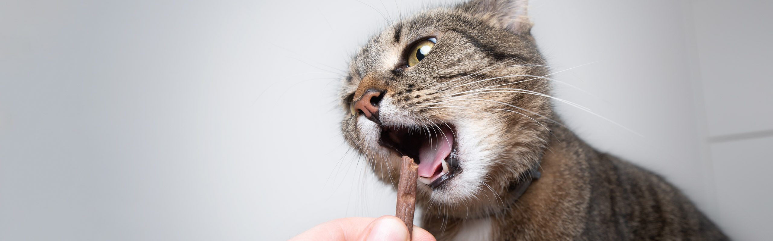 Katzensnacks Katzenleckerlies auch ohne Getreide und Zucker