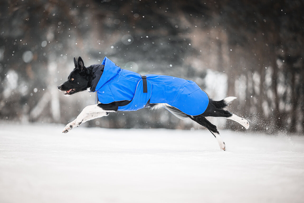 Paikka-Visibility-Winter-Jacke-indigo-blau-reflektierend-wärmend-wasserabweisend-schwarz-weißer-Hund-Bordercollie-laeuft-durch-den-Schnee-60-46199 Paikka-Visibility-Winter-Jacke-indigo-blau-reflektierend-wärmend-wasserabweisend-schwarz-weißer-Hund-Bordercollie-laeuft-durch-den-Schnee-60-46199
