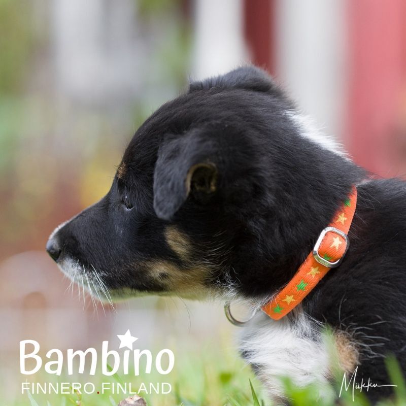 FinNero-Bambino-Welpen-Fastex-Halsband-Puppy-Halsband-mit-Metallschnalle-44-00646 FinNero-Bambino-Welpen-Fastex-Halsband-Puppy-Halsband-mit-Metallschnalle-44-00646