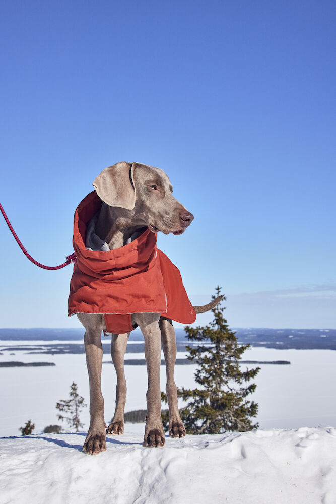 Hurtta-Extreme-Warmer-III-ECO-cinnamon-zimt-Wintermantel-waermende-Wattierung-wasserdicht-recycelte-Materialien-Weimaraner-in-Winter-Landschaft-HU-934609