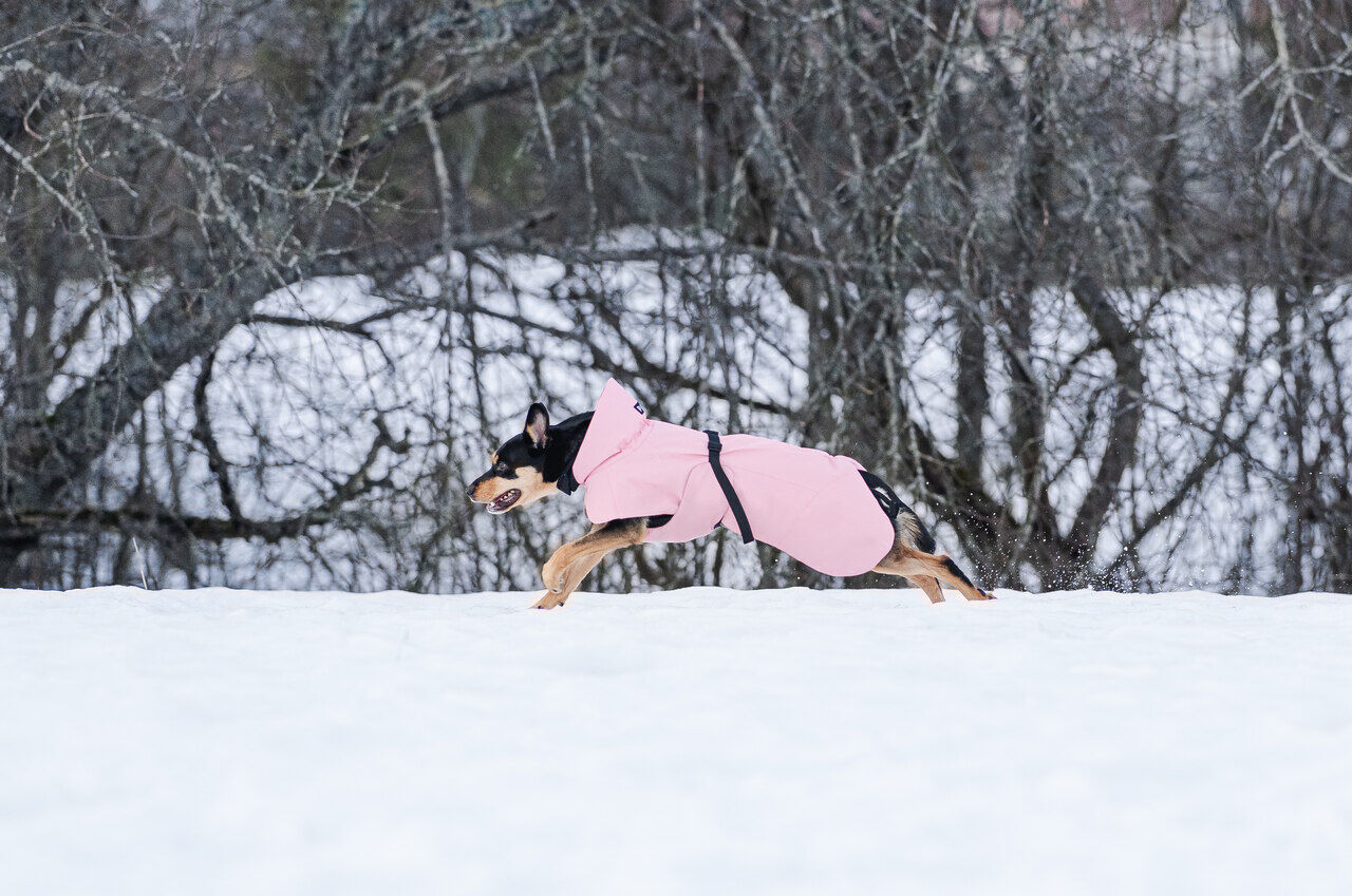 Paikka-Visibility-Winter-Jacke-pink-waermend-wasserfest-reflektierend-schwarz-brauner-Hund-rennt-ueber-schneebedeckte-Wiese-60-46199