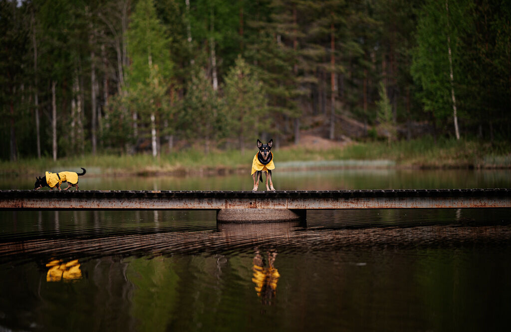 PAIKKA-Regenmantel-leicht-und-reflektierend-Visibility-Raincoat-Lite-Gelb-Regenschutz-fuer-Hunde-60-46242