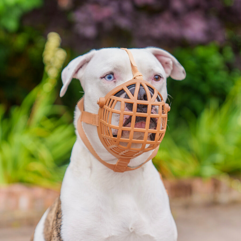 Company-of-Animals-Baskerville-Maulkorb-Wide-Fit-Hund-stark-50-65221 Company-of-Animals-Baskerville-Maulkorb-Wide-Fit-Hund-stark-50-65221