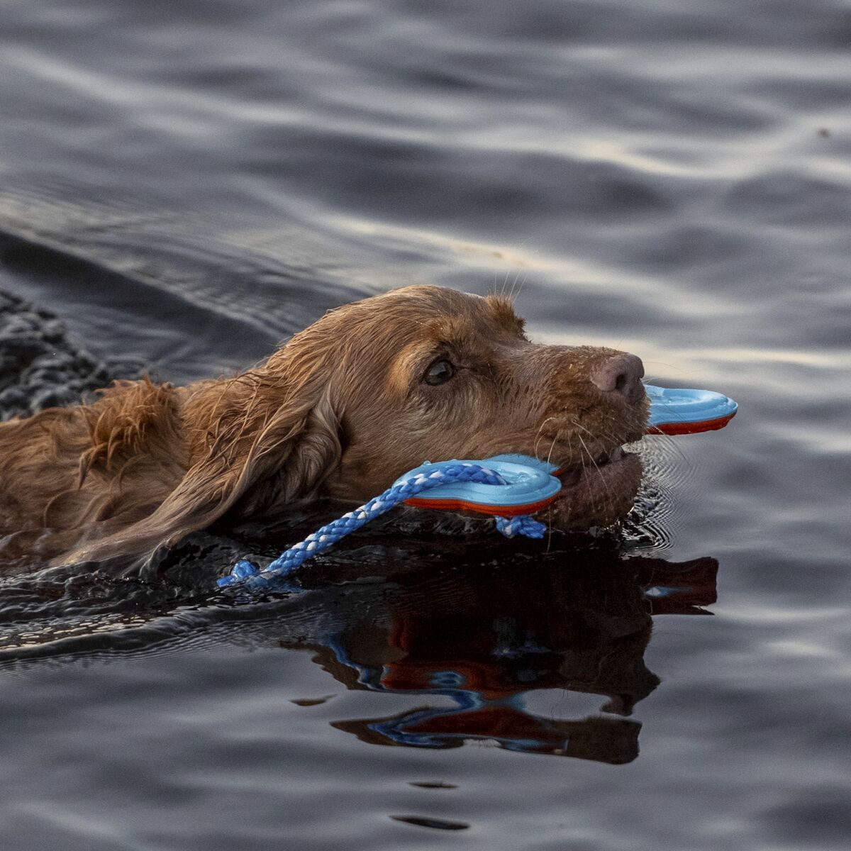 Finnero-Wasserspielzeug-WAVE-zum-Werfen-mit-Seil-schwimmfaehig-Hund-apportiert-aus-dem-Wasser-44-01020