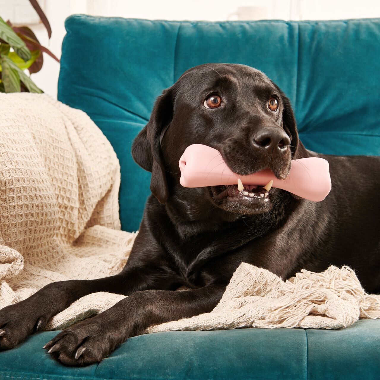 Beco-Treat-Bone-Snackknochen-aus-Naturkautschuk-schwarzer-Labrador-liegt-auf-tuerkiser-Couch-mit-Spielknochen-im-Maul-BT-75634