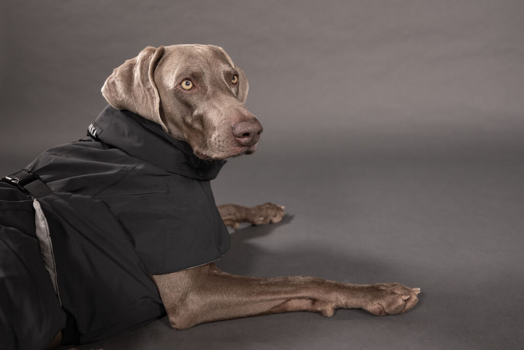 PAIKKA-Visibility-Winter-Jacke-Grau-Dark-wasserdichter-Hundemantel-waermend-60-46199 PAIKKA-Visibility-Winter-Jacke-Grau-Dark-wasserdichter-Hundemantel-waermend-60-46199