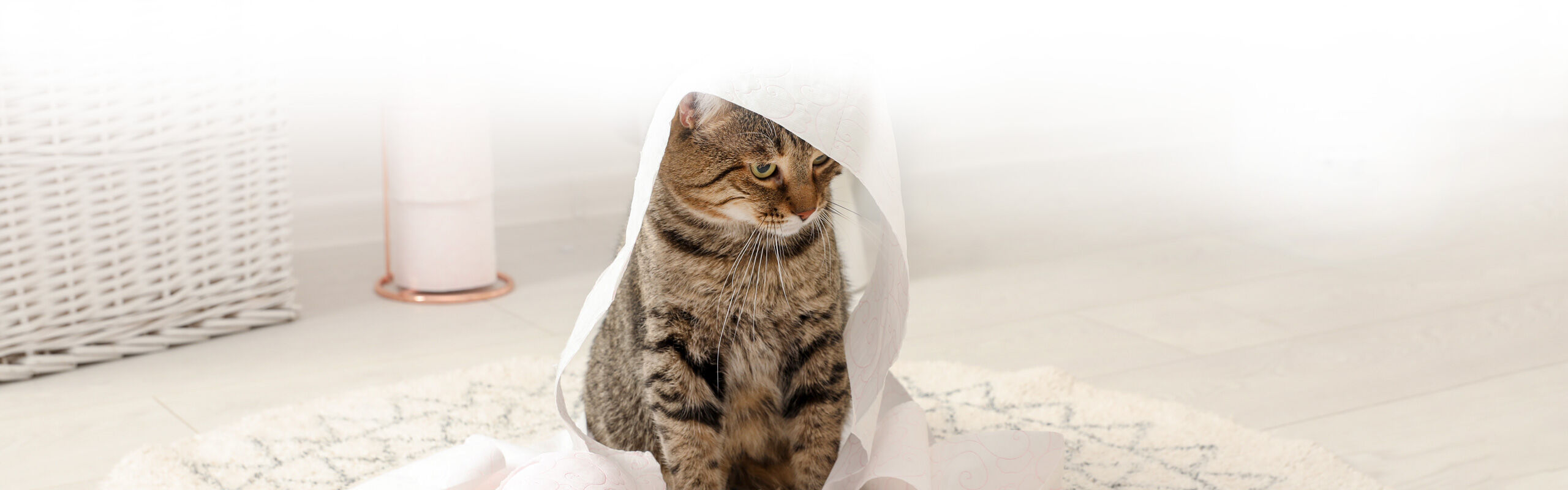 Katzen Katzenhaare Wohnung entfernen sauber halten