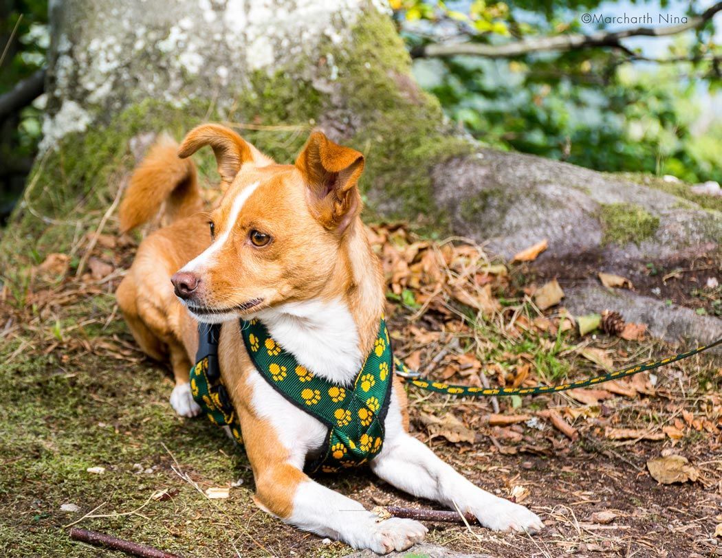 PERRO-Geschirr-gruen-mit-gelben-Pfoten-Hund
