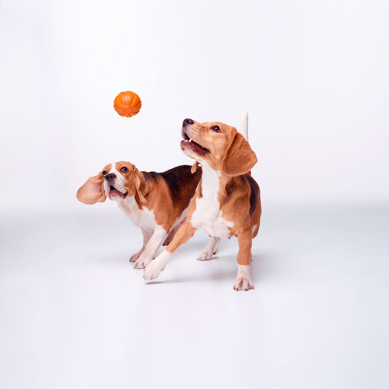 Collar-LikerBall-ohne-Schnur-zu-rollen-und-werfen-zwei-Beagle-spielen-mit-dem-Hundeball