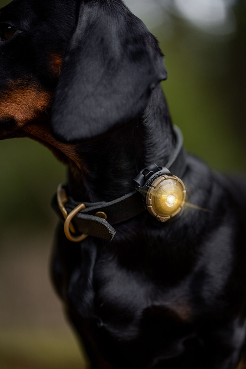 Orbiloc-Dog-Dual-Hundelampe-gold-warmes-Licht-strahlt-in-alle-Richtungen-Befestigung-am-Halsband-OL-00130