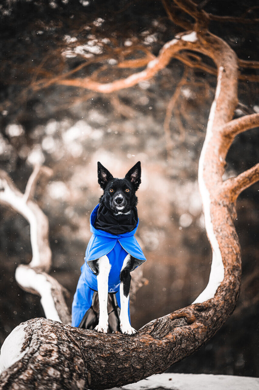 Paikka-Visibility-Winter-Jacke-indigo-blau-reflektierend-wärmend-wasserabweisend-schwarz-weißer-Hund-steht-auf-Ast-mit-Schnee-60-46199 Paikka-Visibility-Winter-Jacke-indigo-blau-reflektierend-wärmend-wasserabweisend-schwarz-weißer-Hund-steht-auf-Ast-mit-Schnee-60-46199