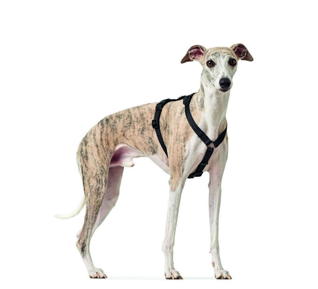 Hunter-Sicherheitsgeschirr-Vario-Rapid-schwarz-Hunde-Panikgeschirr-mit-abnehmbarem-Bauchgurt-H-66200 Hunter-Sicherheitsgeschirr-Vario-Rapid-schwarz-Hunde-Panikgeschirr-mit-abnehmbarem-Bauchgurt-H-66200