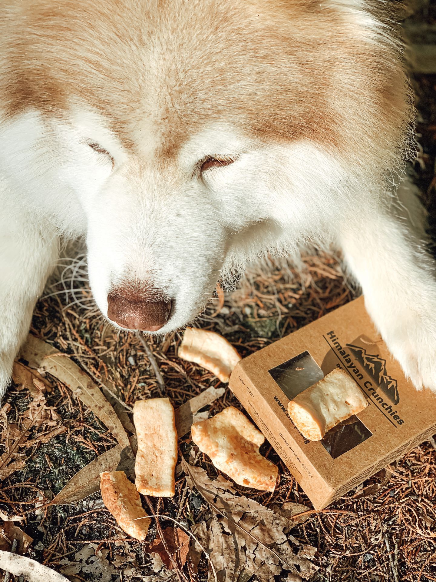 Churpi Himalaya Crunchies aus Yack Käse bei PERRO